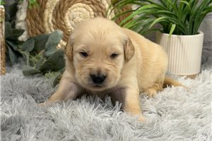 Dexter - puppy for sale