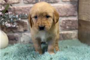 Bella - Golden Retriever for sale