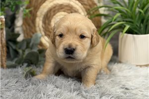 Maggie - puppy for sale