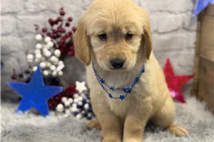 Chloe - Golden Retriever for sale
