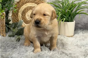 Jasmine - puppy for sale