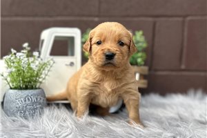 Amber - puppy for sale