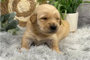 Bruno - Golden Retriever for sale