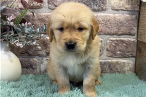 Bruno - Golden Retriever for sale