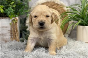 Chloe - Golden Retriever for sale
