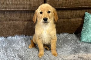 Holly - puppy for sale