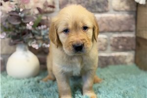 Tyson - Golden Retriever for sale