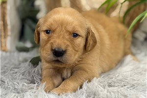 Bella - puppy for sale