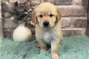 Maggie - Golden Retriever for sale
