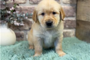 Jasmine - Golden Retriever for sale