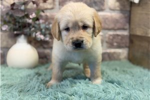 Chloe - Golden Retriever for sale