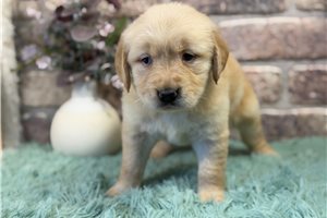 Gracie - Golden Retriever for sale