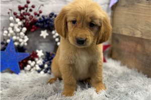 Bella - Golden Retriever for sale