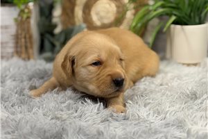 Tyson - puppy for sale