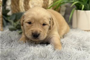 Gracie - Golden Retriever for sale