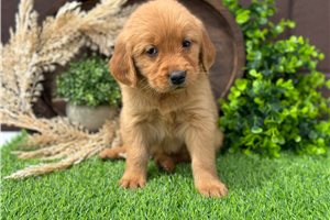 Layla - puppy for sale