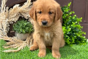 Gabby - puppy for sale