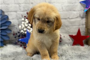 Jasmine - Golden Retriever for sale