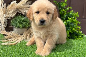 Raymond - puppy for sale