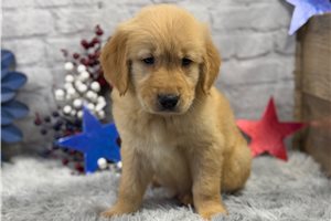 Tyson - Golden Retriever for sale