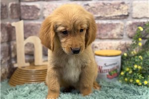 Bella - Golden Retriever for sale
