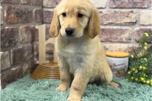 Chloe - Golden Retriever for sale