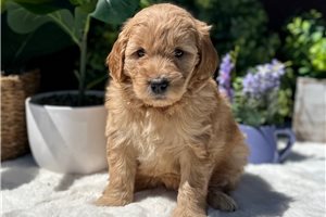 Holly - puppy for sale