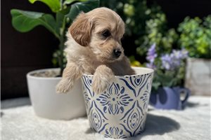 Ginger - puppy for sale