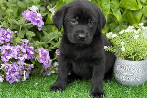 Candy - Labrador Retriever for sale