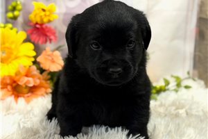 Blaze - Labrador Retriever for sale