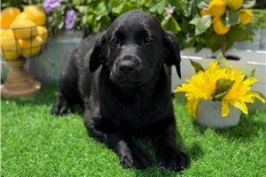 Jasmine - Labrador Retriever for sale