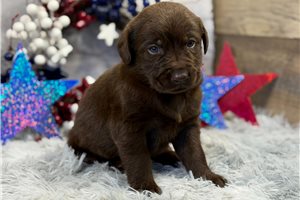 Jackson - Labrador Retriever for sale