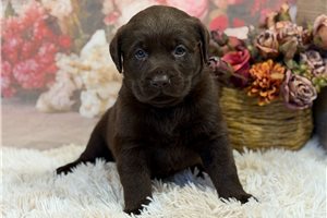Emma - puppy for sale