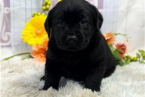 Kota - Labrador Retriever for sale