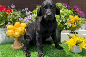 Hope - Labrador Retriever for sale