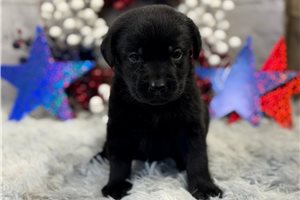 Candy - puppy for sale