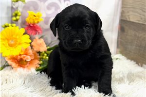 Hope - puppy for sale