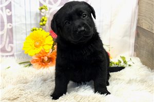Buddy - puppy for sale