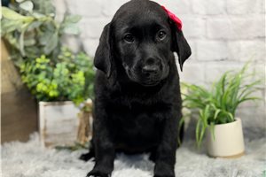 Jasmine - Labrador Retriever for sale