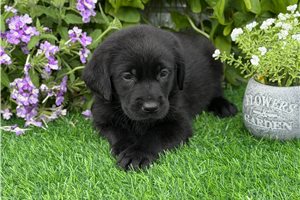 Faith - Labrador Retriever for sale