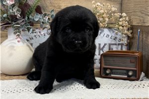 Honor - Labrador Retriever for sale