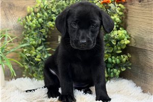 Dollie - Labrador Retriever for sale