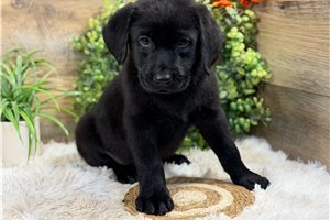 Buster - Labrador Retriever for sale
