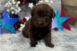 Charlie - puppy for sale
