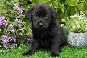 Dollie - Labrador Retriever for sale