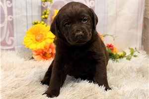 Rocky - Labrador Retriever for sale