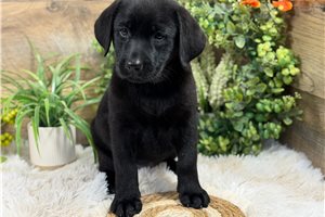 Faith - Labrador Retriever for sale