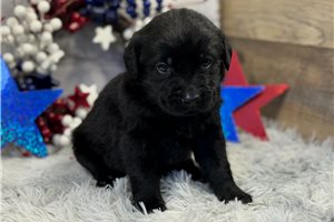 Rocky - puppy for sale