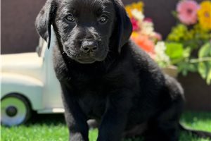 Hope - Labrador Retriever for sale