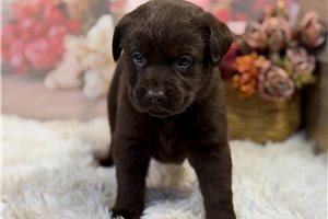 Princess - Labrador Retriever, placed in Springfield